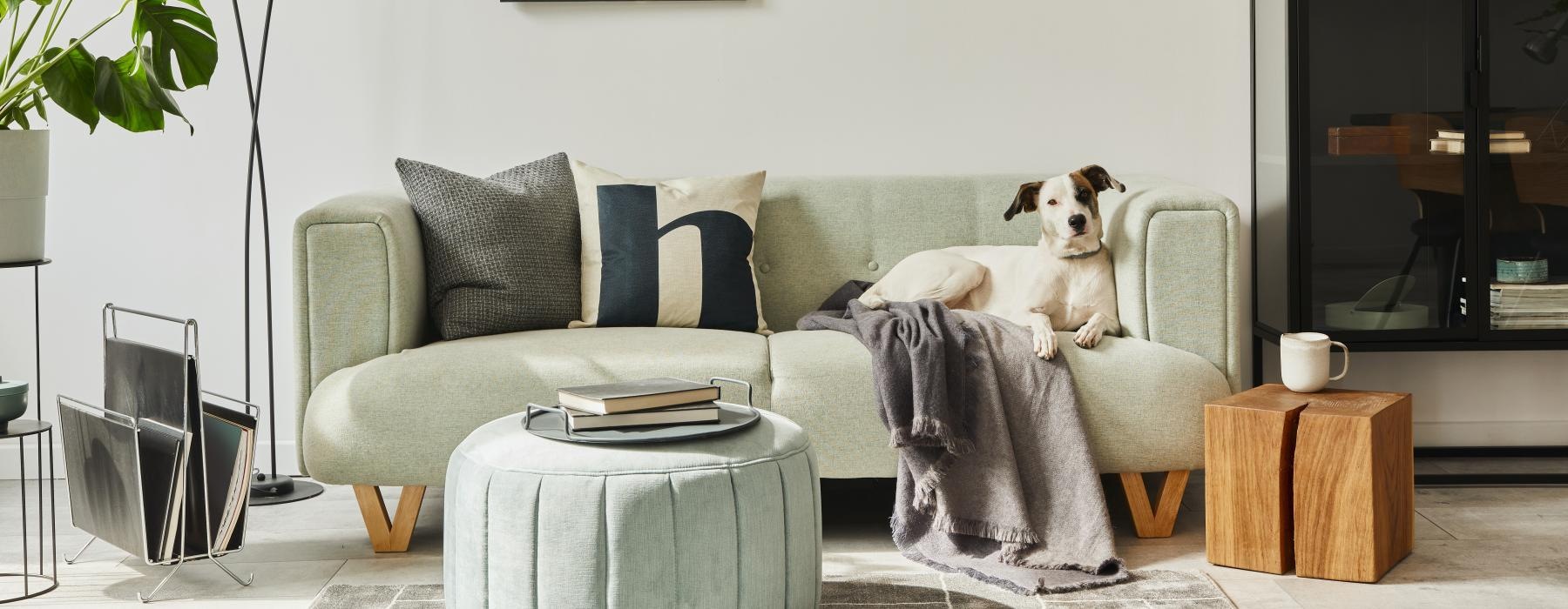 Modern living room with dog at The Parker apartments in Acworth